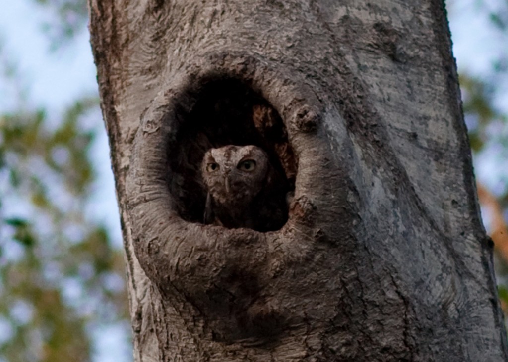 owl